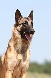 MALINOIS 763